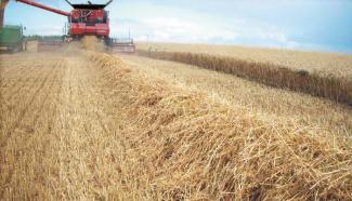 Cosechadoras Case IH Axial Flow 8120