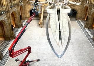 Plataformas elevadoras articuladas Plataformas articuladas de orugas Hinowa Lightlift 17.75 Performance IIIS MK 2
