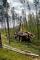Máquinas forstales Cabezas tractoras (Forwarder) Ponsse Elephant