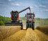 Cosechadoras Massey Ferguson Activa 7343-MCS