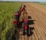 Cosechadoras Case IH Austoft 9900