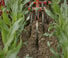 Cultivadores Maschio HP-4