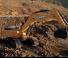Excavadoras de orugas Case CX800B