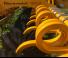 Agrisem Disc-O-Mulch Gold 3.50 