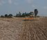 Gradas de disco -gancho Agrisem Maximulch 6.00 Serie 3