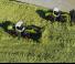 Mini cargador frontal Claas Torion 1913