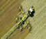 Rastrillos rotativos Claas Liner 4800 Business