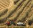 Tractores - tracción 4 ruedas Case IH Quantum 110 CL Rops