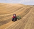 Tractores agrículas de orugas Case IH AFS Connect Magnum 340 ROWTRAC