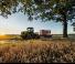 Tractores agrículas de orugas Claas Xerion 4500 Trac TS